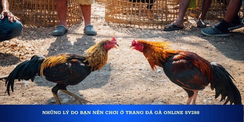 Những lý do bạn nên chơi ở trang đá gà Online SV288